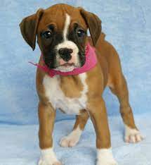 This Is A Pic Of My Baby Baby Boxer Puppies Boxer Puppies Boxer Dog Puppy