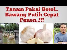 Berikut adalah cara menanam bawang putih yang efektif! Cara Mudah Menanam Bawang Putih Di Polybag Menanam Bawang Putih Di Botol Tips Menanam Bawang Putih Youtube Di 2020 Bawang Putih Bawang Warna Dekorasi Rumah