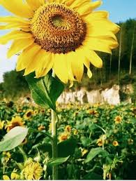 Bunga matahari menghadap ke timur setiap pagi, sedangkan pada sore hari berbelok ke barat untuk menemukan posisi matahari. Keindahan Bunga Matahari Steemit