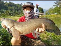 Klasifikasi ikan kakap putih jenis ikan kakap di indonesia sangat banyak. Cara Budidaya Ikan Kakap Putih