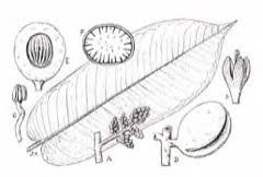 Image result for Pycnanthus