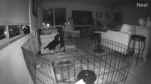 In this series of videos i share my. Crate Training Your Puppy At Night