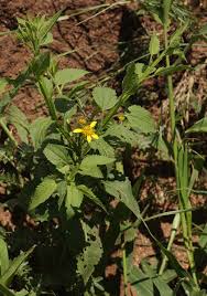 Image result for Calostephane divaricata