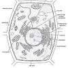 Although the electron microscope has allowed detailed visualization of cell structure, microscopy alone is not sufficient to define the functions of the various components of eukaryotic cells. Https Encrypted Tbn0 Gstatic Com Images Q Tbn And9gctfjjvs6clmi1fadqwr7nmp1jb9eudvb0knuquatxnkbfqydim7 Usqp Cau