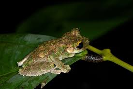 Image result for Heteromorpha stenophylla