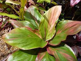 Nursery Cordyline Fruticosa I M Blushing Cor057