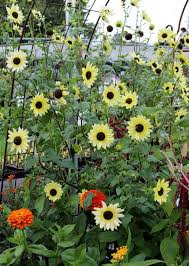 Amaranth is another of those late summer flowers that, like sunflowers, also works well flowers that bloom all summer. Pin On Plant Flower Characteristics