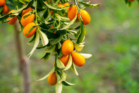 Image result for Rutaceae