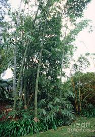 Image result for Bambusa vulgaris