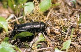 Dans mon vivarium, une femelle grillon provençal (gryllus bimaculatus) a bien du mal à se défendre des gourmands qui veulent partager son festin. Grillon Champetre Autres Grillons Et Insectes Qui Stridulent