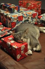 Princess Is Just Pooped From Watching Her Owner Wrap All Those Presents Besides She Needs To Rest Up So Christmas Cats Christmas Animals Crazy Cats