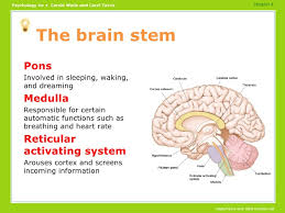 Brain Functions Powerpoint In 2020 Brain Function Corpus Callosum Reticular Activating System