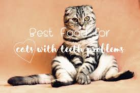 4 popular homemade cat food recipes. Best Cat Food For Older Cats With Teeth Problems 2019 Guide Fluffy Kitty