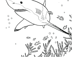 Find out our collection of shark coloring pages below. Shark Coloring Pages Pdf Printable Free Coloring Sheets Shark Coloring Pages Coloring Pages To Print Coloring Pages