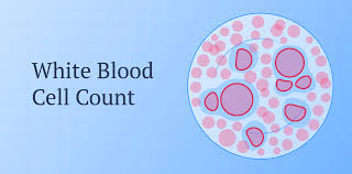 I'm pretty close to my mother. How To Read A White Blood Cell Count Ada