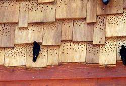 Many produce the cries of hawks and other predators to deter woodpeckers. Preventing Woodpecker Damage 6 516 Extension
