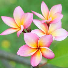 Rainbow Plumeria On Fast Growing Trees Nursery Flower Meanings Plumeria Flowers Plumeria