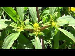 Image result for Flaveria trinervia