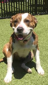 Here's the scoop on our favorite pet friendly hotels, dog friendly activities, and restaurants that allow dogs in nashua. Pet Store Nashua New Hampshire Dylanstafne