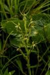 Image result for Habenaria clavata