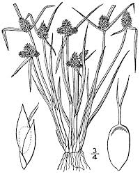 Image result for Kyllinga