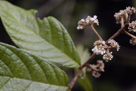 Image result for Dichapetalaceae