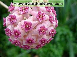 Each living plant is unique and may vary in size, colour, or shape depending on the season. Hoya Pflanze Wie Man Sich Kummert Und Propagiert Nutzliche Tipps Gartner Und Gartner 2021