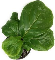 Image result for Ficus variifolia