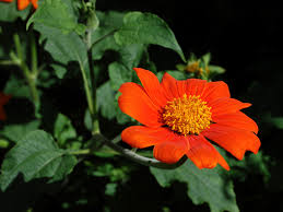 Image result for Tithonia rotundifolia