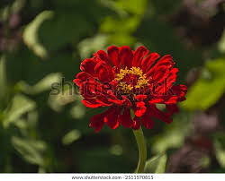Image result for Zinnia peruviana