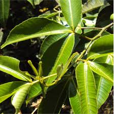 Image result for Toddalia