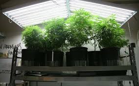 Check spelling or type a new query. Best T5 Grow Lights In Canada 2020 Buyer S Guide