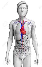 The anatomy of the domestic cat is similar to that of other members of the genus felis. Illustration Of Male Heart Anatomy Stock Photo Picture And Royalty Free Image Image 31146619