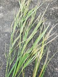 Image result for Cenchrus geniculatus