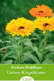 Die Besten Heilpflanzen Garten Ringelblume Pflanzen Heilpflanzen Ringelblume
