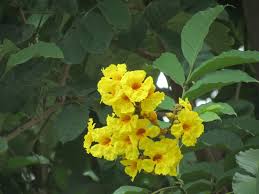 Image result for Markhamia tomentosa