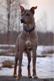 A List Of Animals That Start With X This Large Collection Of Animals Starting With X Contains The Meaning And Mexican Hairless Dog Hairless Dog Xoloitzcuintli