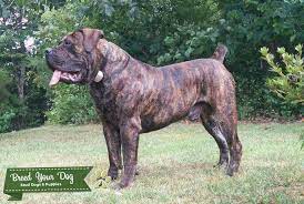 We are breeders of the south african boerboel (south african mastiff). Stud Dog South African Boerboel Stud Breed Your Dog