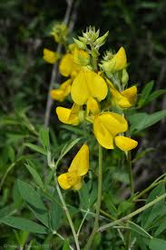 Image result for Crotalaria vasculosa