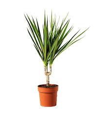 Water when the top inch of soil is partly dry and feed every 3 weeks in the growing season. The Best Indoor Plants To Clear The Air Literally Dragon Tree Dracaena Plants