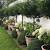 Indoor Potted Trees