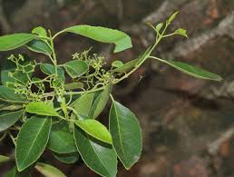 Image result for Elaeodendron