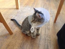 How the animal responds to anesthesia will. Behind The Scenes Of A Cat Spay Park Pets