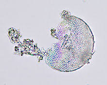 When ground, these tiny oceanic skeletal pieces are very sharp. Diatomaceous Earth Wikipedia