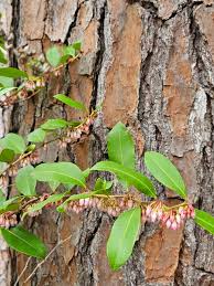 Image result for Landolphia rufescens