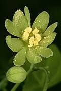 Image result for Adenia gummifera