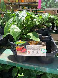 Depending on your hardiness zone, spinach may be the easiest vegetable to grow as. Just Grabbed One From Home Depot Hotpeppers