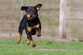 Rottweiler is a german breed of dog having a short black fur, stocky body, and tan face markings. Rottweiler Names Get 150 Ideas My Dog S Name