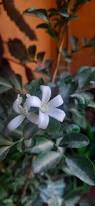 Image result for Murraya paniculata