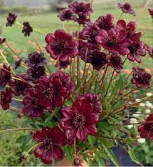 Shop For Chocolate Cosmos Flower Chocolate Cosmos Flower Chocolate Cosmos Fragrant Plant